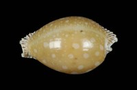 藏品(金星寶螺)的圖片